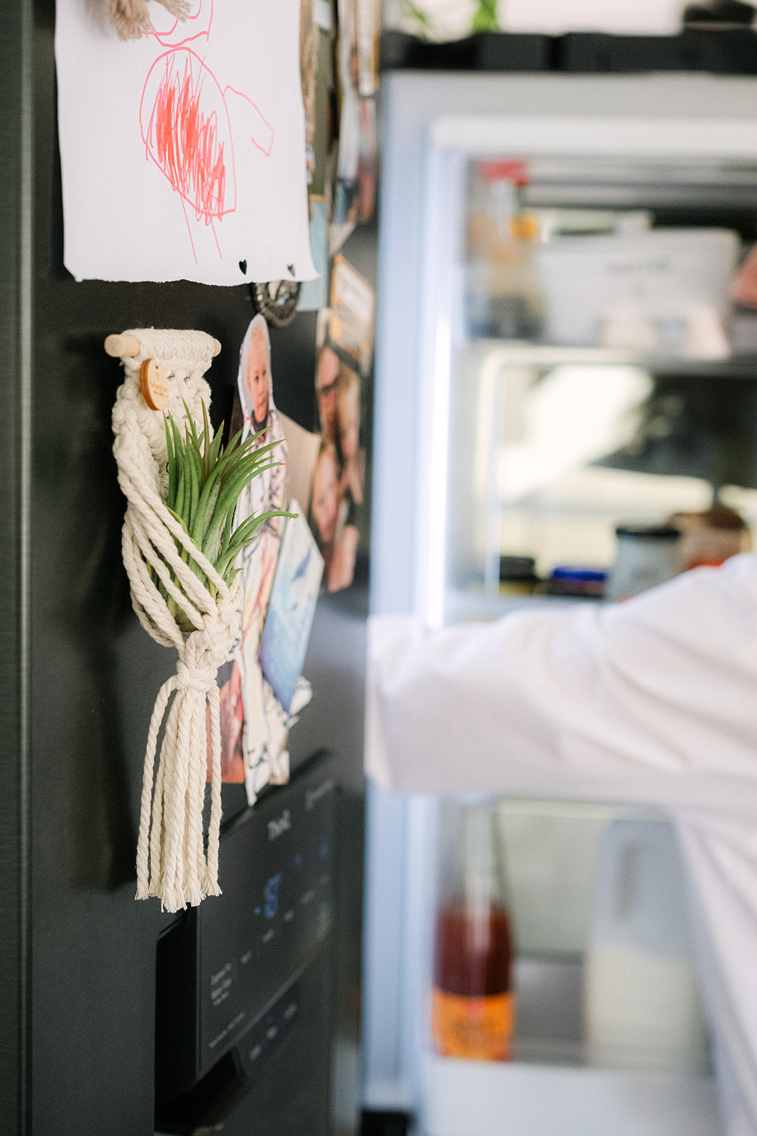 Air Plant Magnet