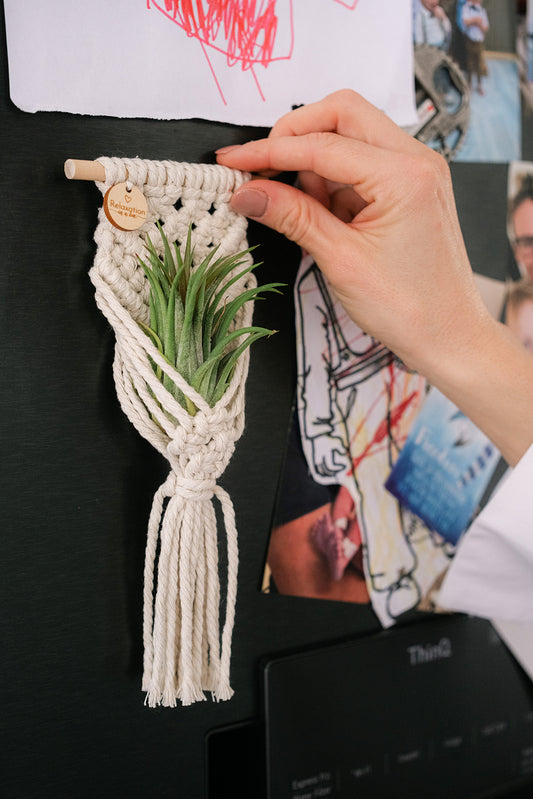 Air Plant Magnet