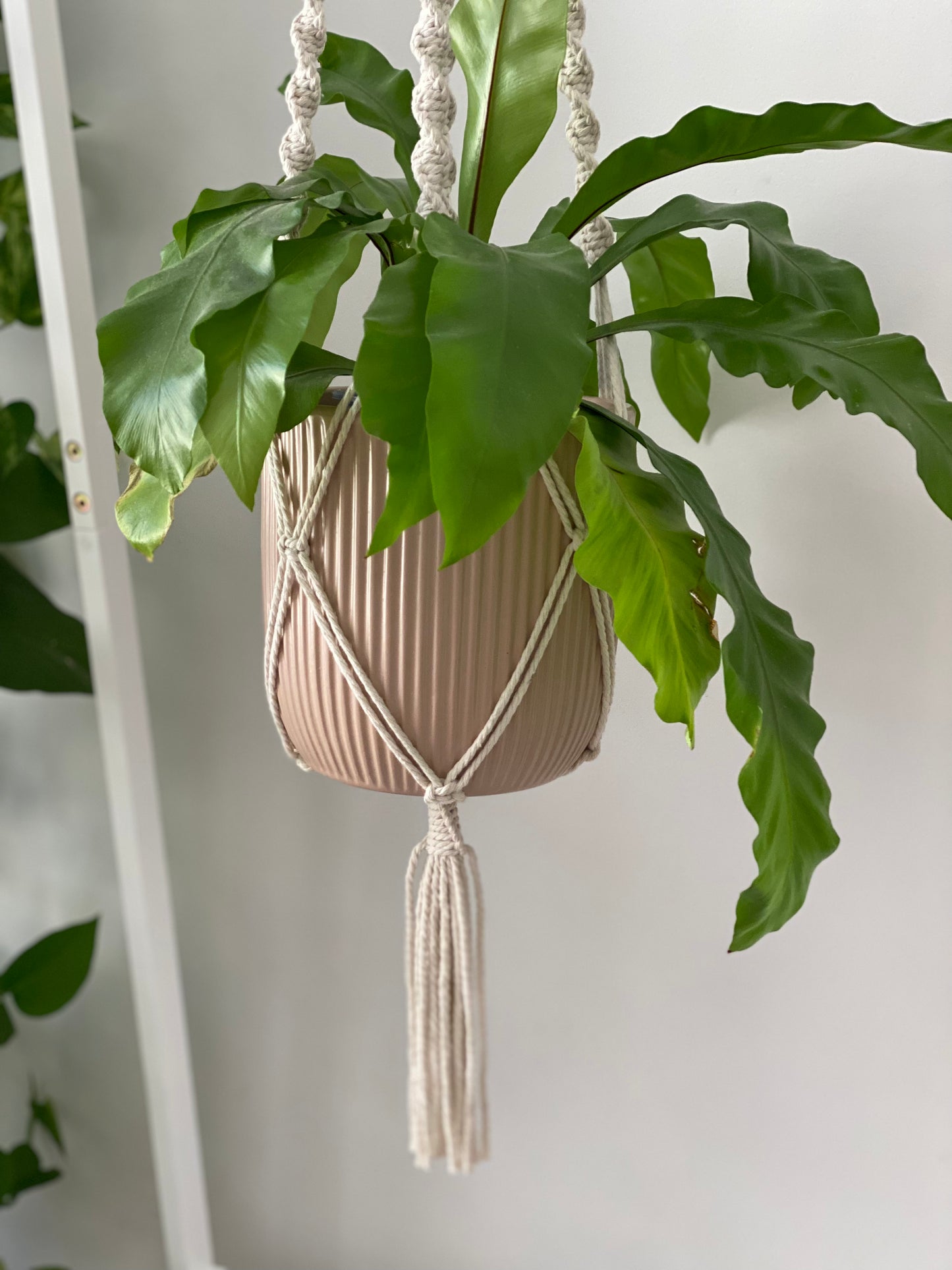 Rosalie-Bead Plant Hanger